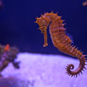 BỔ THẬN TRÁNG DƯƠNG THANG