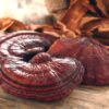 Nấm linh chi đỏ Hàn quốc