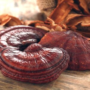 Nấm linh chi đỏ Hàn quốc